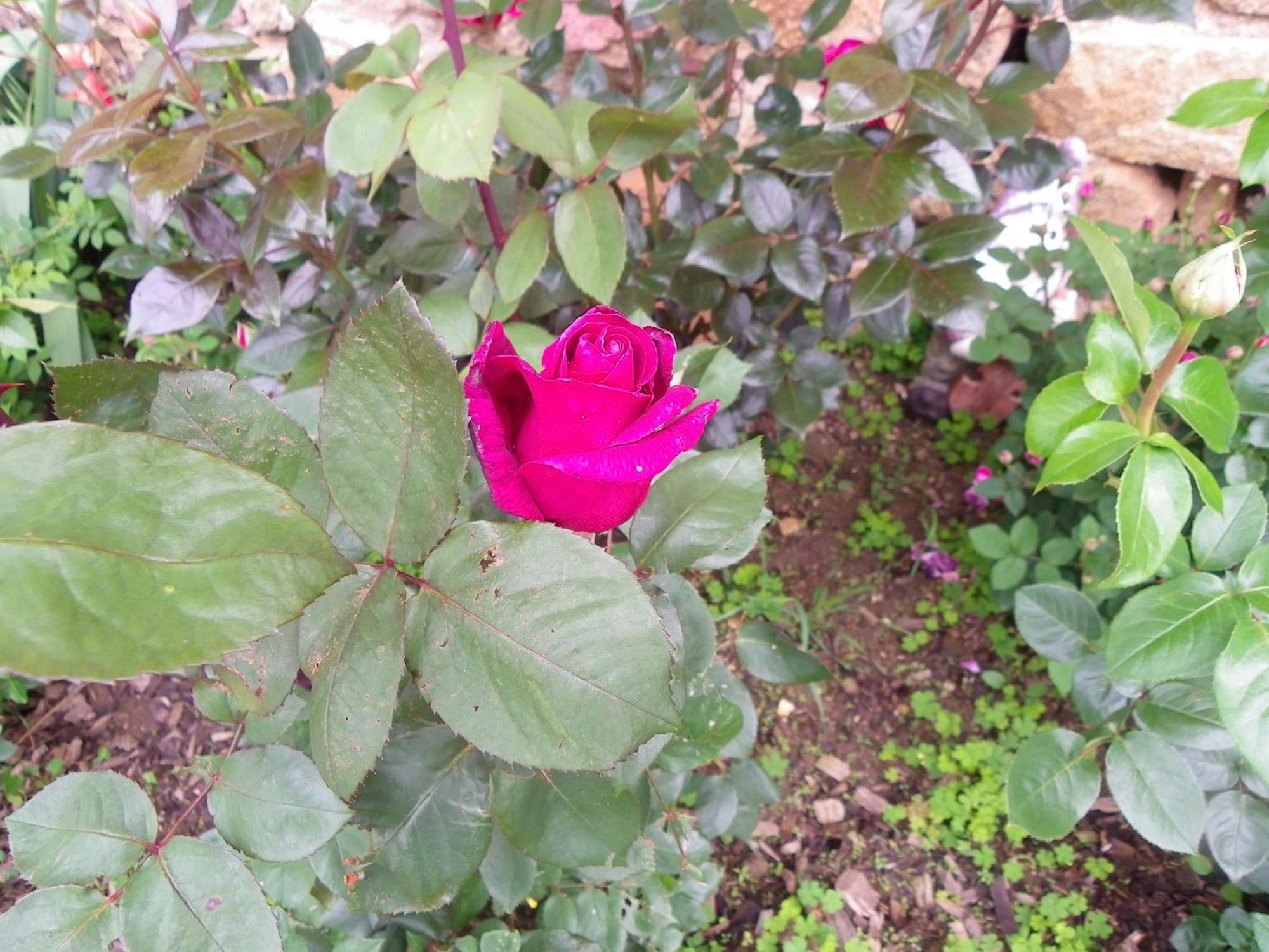 לינה וארוחת בוקר Beaumont  Le Donjon De La Reine Margot מראה חיצוני תמונה